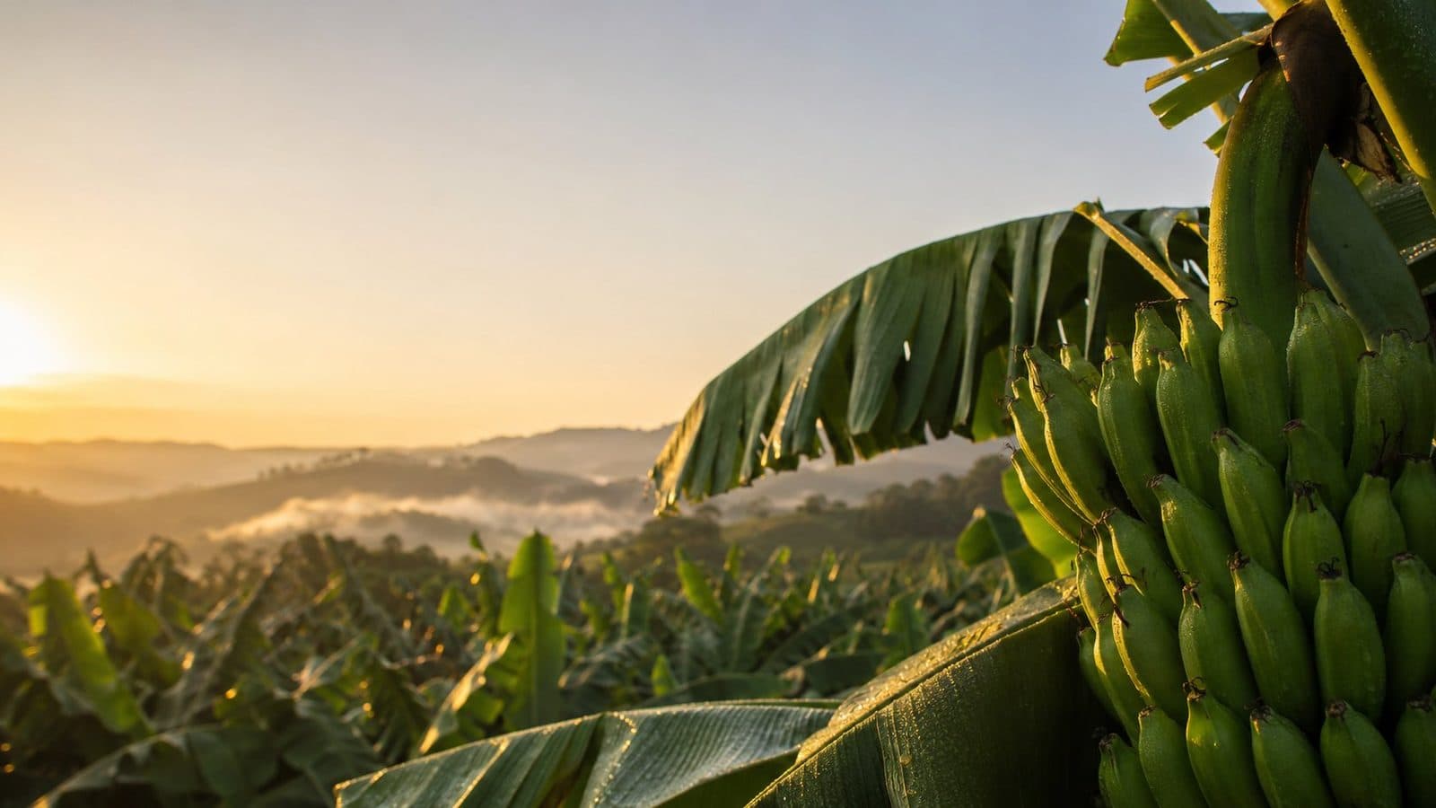 Plantação de bananeiras em Santa Catarina ao amanhecer